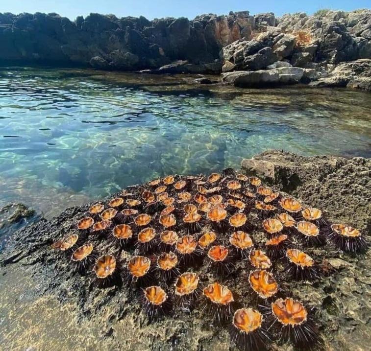 Appartamento Lido San Giovanni Gallipoli Bagian luar foto